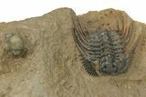 Gorgeous, Spiny Trilobite (Leonaspis) - Atchana, Morocco #210169-2